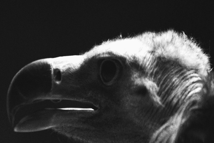 Vulture GIF